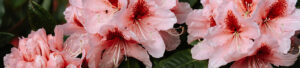 Rhododendron in Nepal