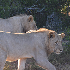 Löwen im Kariega Game Reserve