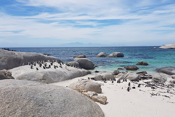 Pinguine am Boulders Beach