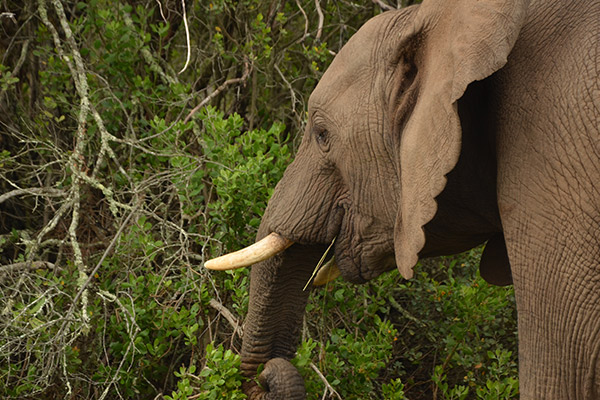 Elefant im Kariega Game Reserve