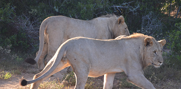 Löwen im Kariega Game Reserve